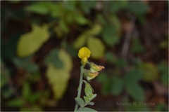 Crotalaria evolvuloides